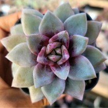 꽃보다 예쁜 다육이 모아보기, 독일샴페인, 1개