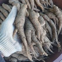 [산지직송] 태백 산더덕 1kg (특대) 향이진한 고랭지 산골더덕, 단품