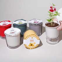 꿈쟁이 미미 그로우키트 방울토마토 허브바질 해바라기 봉선화 나팔꽃 강낭콩