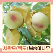 복숭아나무 묘목 백도복숭아 서왕모 접목1년생 뿌리묘 3개