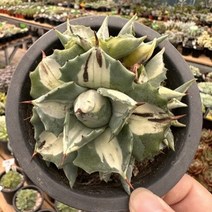 [해와달다육] 왕비뇌신금 선인장, 1개