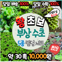 수초카페) 특가!! 부상수초 램덤 5종 (약 30촉) 판매 당일 수확 당일 발송