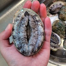진도 전복 1kg 7~18미 진도 활 전복 특대 전복 선물세트 꼬마전복 홈쇼핑전복 생전복 세척솔 증정, 9미 1kg