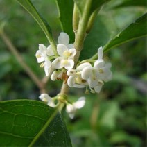 묘목/은목서 삽목 1년 포트묘 /10주 KJ1115, 1개