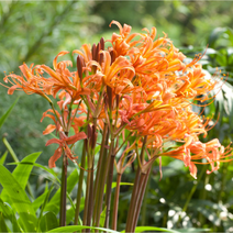 꽃무릇 상사화 구근 5구 세트, 꽃무릇 석산 구근 5구