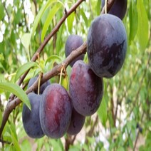 착한가격 나무생각 / 바이오체리 / 결실주, 1개