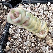 [올식스] 루페스트리금 다육식물 플랜테리어 반려식물 공기정화식물 개업화분 다육금