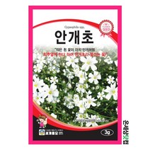 안개초 3g / 꽃씨 안개초씨앗 종자 흰꽃