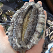 내고향농수산 완도 전복 활전복 설선물 선물세트 전복제철 특전복 찜 회 꼬마전복 완도특산물 남해전복 1kg 6미 8미 10미 20미 30미 40미 50미, 1kg 51-60미