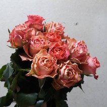 장미 - 클라린스 / 고속터미널꽃시장 꽃도매 서리풀플라워