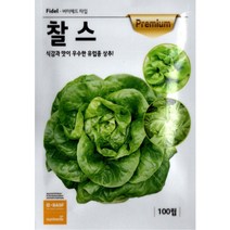 유럽종 상추 - 버터헤드 찰스 - 아삭한 외래종 상추 - 코팅 씨앗 종자 - 100립