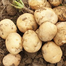 햇 못난이감자 요리용 왕특(140~200g), 5kg 왕특(140~200g), 1개