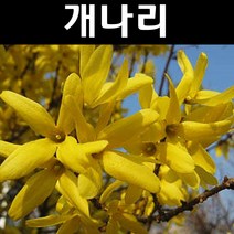개나리 키1~1.2m 뿌리묘 20개/나무 묘목/정원/공원/조경수