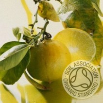 에센셜오일 베르가못 100ml 유기농 (Bergamot Essential Oil) | 제조사 커풋 원산지 영국