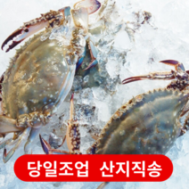 서해안 태안 꽃게 1kg ~ 6kg 가을 봄 활꽃게 손질 톱밥 숫 암 꽃게 냉동 급냉 절단 꽃개, [산지직송] 활꽃게 대 (3~5미)  1kg