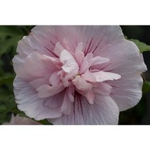 무궁화 핑크쉬폰 P9