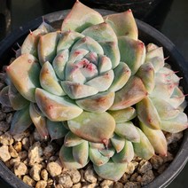 티피군생 중품(랜덤)