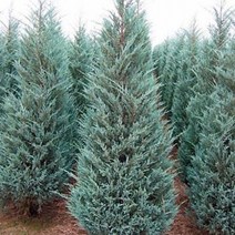 목하원예조경 측백나무 문그로우 (H0.8전후) 분묘, 1개