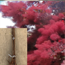 (D소망)자엽안개나무(로얄퍼플) 접목3년생 1그루, 1개