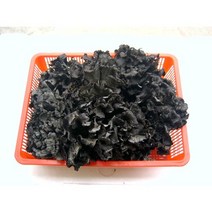 곰버섯2KG 5KG