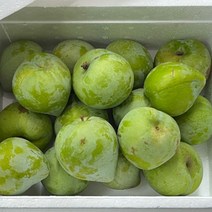 켈시자두 2kg(특) 경북 영천 청자두 고당도, 2kg특(16~2과내외)