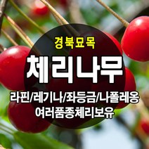 [경북농원] 체리나무묘목 신품종 자가수정 (라핀/레기나/좌등금/나폴레옹) 접목묘, 일출 접목  상묘