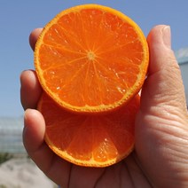 룰루네상점 제주 카라향 5kg 로얄과 30~40과 벌크포장 고당도 감귤, 제주 카라향 5kg 로얄과 (30~40과)