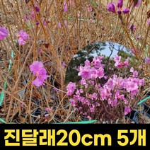 진달래 5주 20cm 진달래나무 묘목 개화주 정원수 울타리 꽃