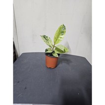 식물학박사 쉬즈베리아나 고무나무 소품, 1개