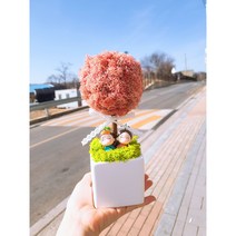 스칸디아모스 토피어리 화분 집들이 개업용 선물 캘리그라피화분, 라벤더블루(하늘)