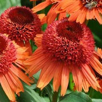 뿌리/에키나세아(더블)-케럿케이크 뿌리1개 KM1194