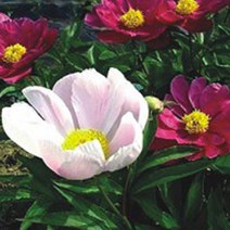 작약 약용 구근 함박꽃 종자 꽃씨 씨앗 100립 야생화 HONI * 271872EA, 본상품선택