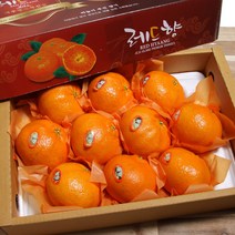 제주 감귤 레드향 황금향 3kg 9-12과 과일선물세트, 레드향 3kg 9-12과