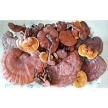 영지버섯 1000g 비단풀 옻나무 영지버섯 차가버섯