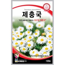 세계 제충국 씨앗 다년생 아스타 달마시안 살충제 국화과 봄 여름 가을 꽃씨 종자, 겹꽃 접시꽃