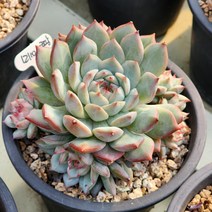 티피군생 대품(1210)