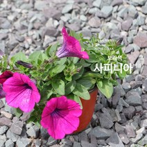 사피니아