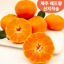 제주특산품 레드향 고급 과일 2kg 3kg 5kg 귤로향 귤 감귤 제주 산지직송, 03. 소과 5kg