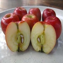 묘목 미니사과(오토매) 결실주 (분) W0156