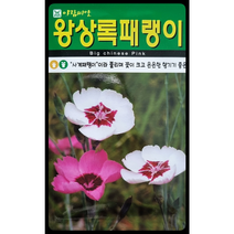 왕상록패랭이꽃씨앗500립 아람종묘, 1개