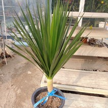 [성심] 드라코(大대품)110cm