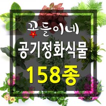 꽃들이네 실내공기정화식물 수경재배 아레카야자 금전수 틸란드시아 유칼립투스 몬스테라 떡갈고무나무 여인초 극락조 율마 화초 스킨답서스 올리브나무 뱅갈고무나무 남천나무 해피트리 거실화분 파키라 커피나무 수경재배식물 수경식물 공기정화식물 미세먼지정화식물 로즈마리 허브, 1개, 4-23 풍란/소엽