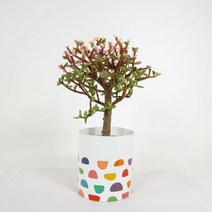 [천삼백케이] [파워플랜트] 감성인테리어식물 사랑목 (소) + 감성 페이퍼 팟 커버, 프렌치 타이포