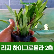 초보 수초 키우기 라지 하이그로필라 2촉, 단품