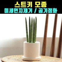 곰빵 스투키 모종 음이온 실내공기정화식물 미세먼지