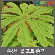 뿌리원예 우산나물 종근 5개 모종