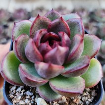 예쁜다육이 총집합 골라담기, 16번-켓츠아이