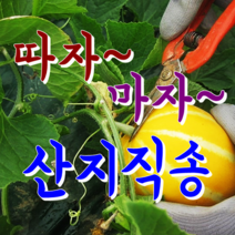 [성주참외] 꿀먹고 자란 아삭달콤한 성주참외.. 산지직배송, 1박스, 11.가정용 참외 10kg 랜덤or혼합과