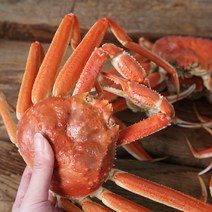 친환경팔도 [생산자직송] 동해 묵호항 임창목선주의 활 대게 3kg, 단품