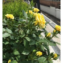 사계장미 노랑 포트묘 2주 묶음